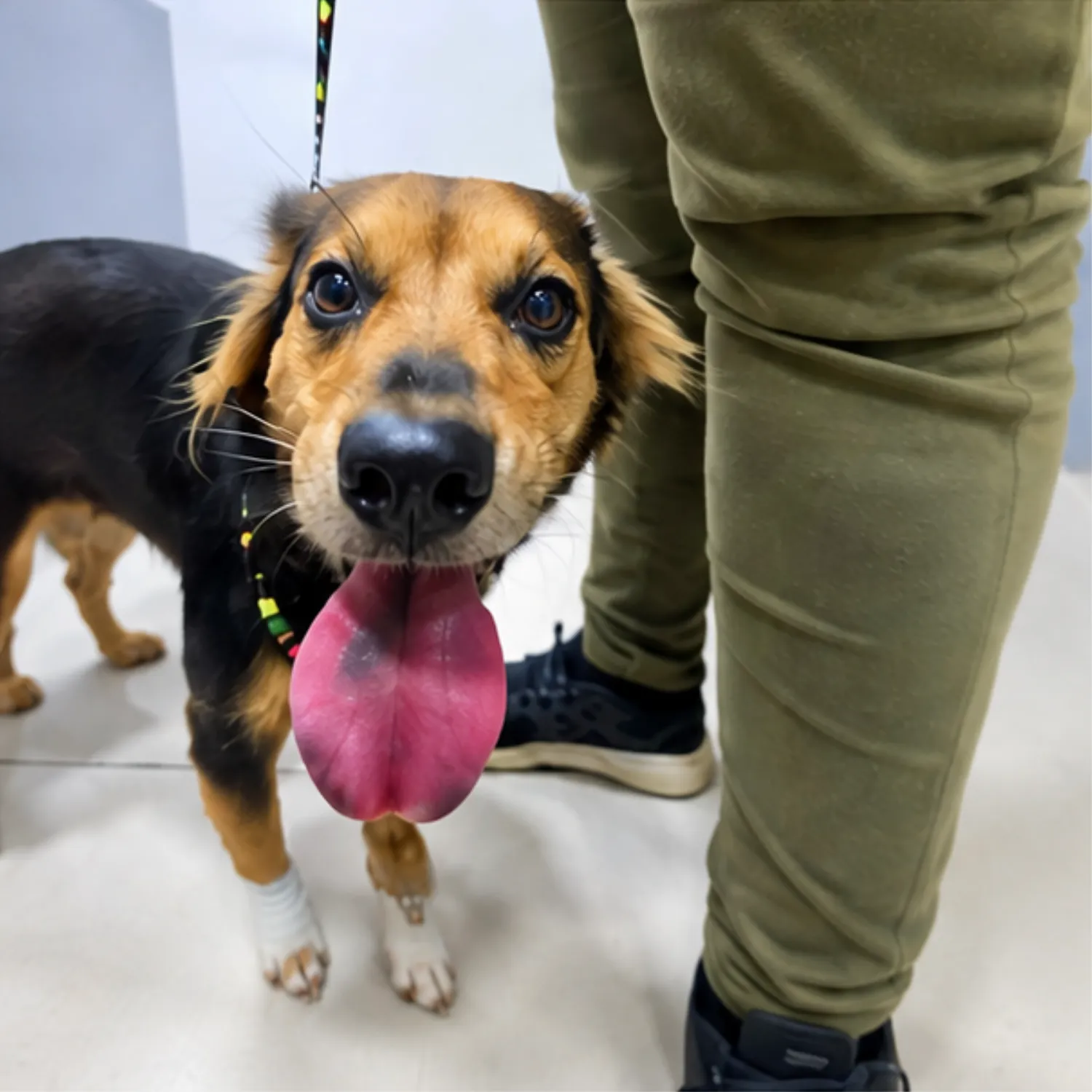 Atendimento veterinário de cachorro no HVB Bauru